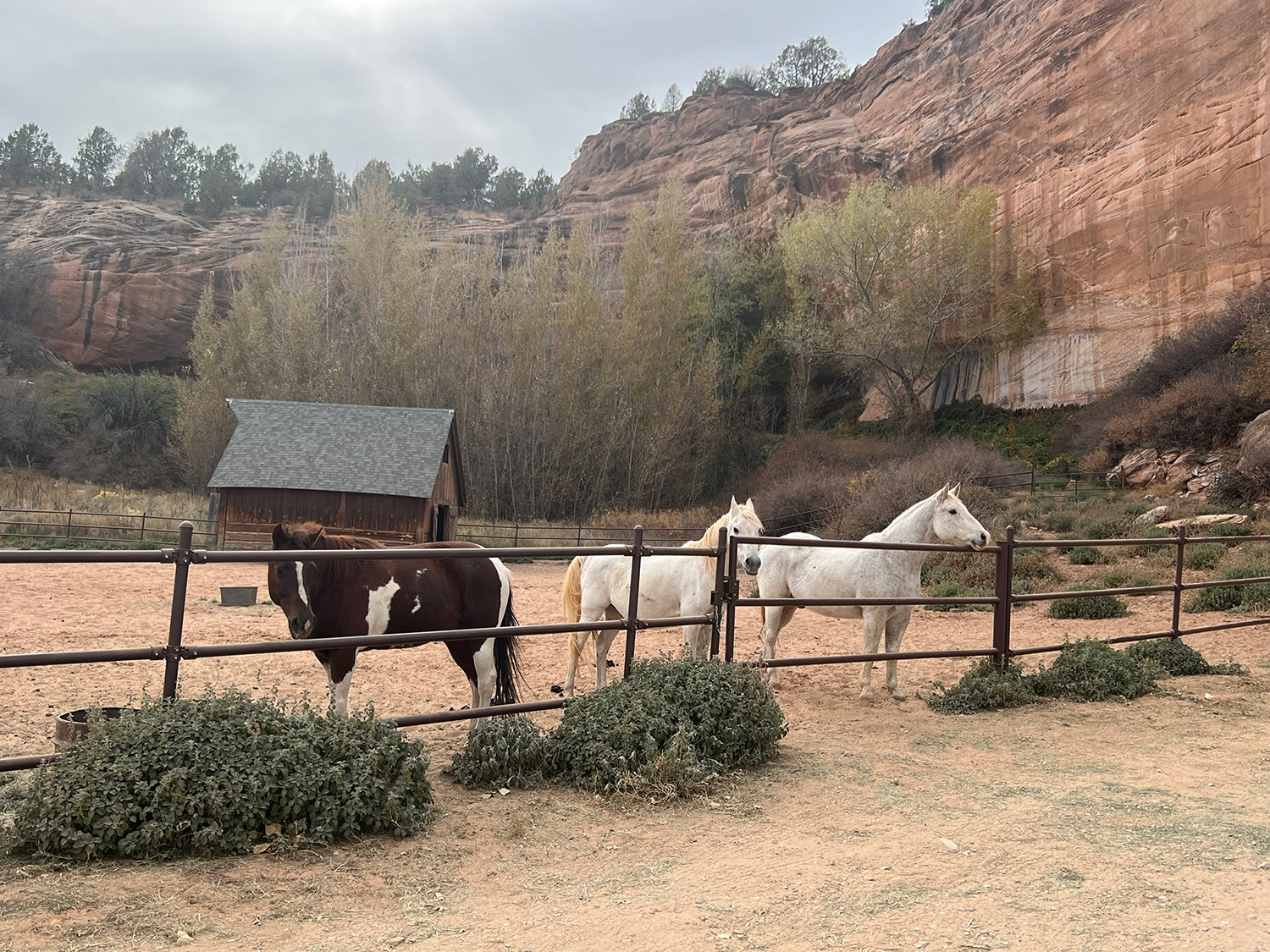 The Traveling Gnomes and Louie the Poodle visit Best Friend’s Animal Sanctuary, Kanab, Utah